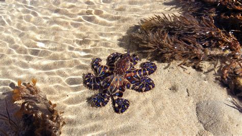 Image result for Blue-Ringed Octopus Predators