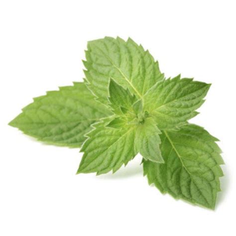 Mint Tutorial 的图像结果