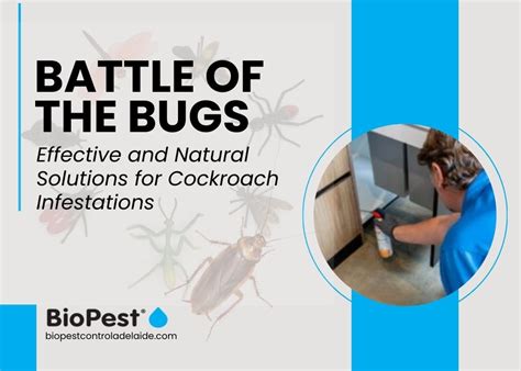 Cockroach Infestation Solutions 的图像结果