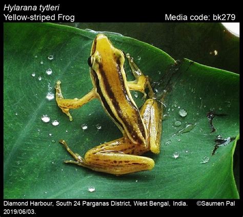 Hylarana tytleri Theobald, 1868 - Yellow-striped Frog | Amphibians