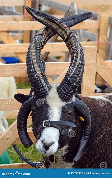 Jacobs Sheep portrait stock photo. Image of view, ovine - 43638506