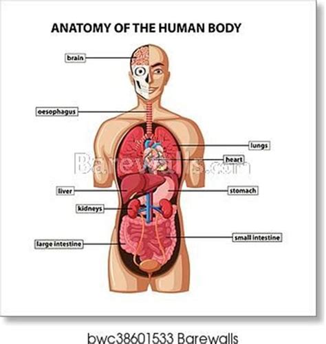 Human Body Organ System Diagram