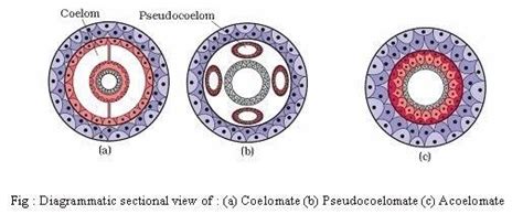 Animal kingdom revision notes - NEET PDF Download