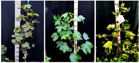Features of Chromosome Introgression from Gossypium barbadense L. into ...