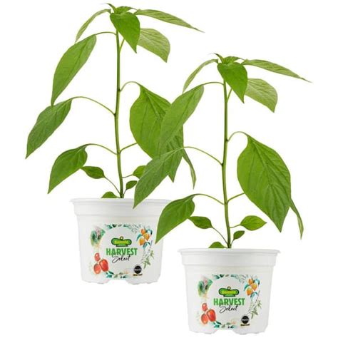 BONNIE PLANTS HARVEST SELECT 25 oz. Early Flame Jalapeno Hot Pepper ...
