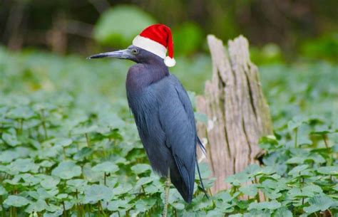 EPC ECOLINK Newsletter - Holiday Edition