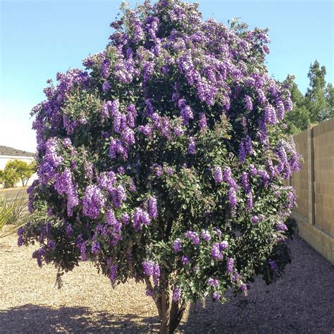 Shop Jacaranda Flowering Trees at Moon Valley Nurseries