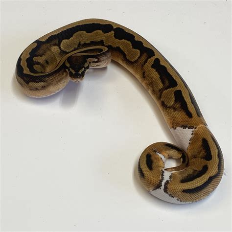 Image result for Royal Python Female