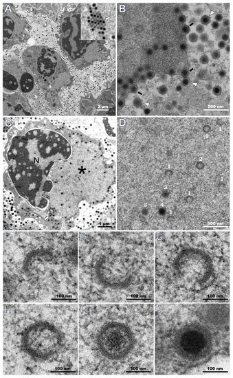 Description of a Natural Infection with Decapod Iridescent Virus 1 in ...