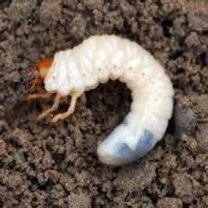 Anshul Epn Army Nematicide Buy Online In India | BigHaat