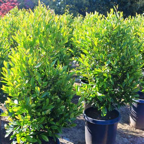 Carolina Cherry Laurel Hedge Carolina Cherry Laurel (Prunus