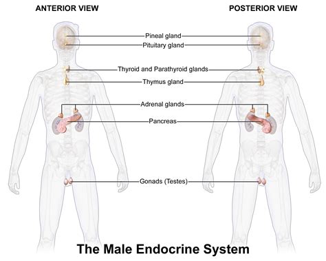 Image result for Endocrine System Drawing