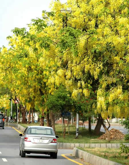 Amaltas: The lone blessing of Delhi summer