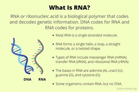 RNA Full Form 的图像结果