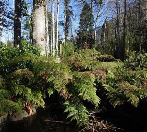 REFUGIO 369 PUCÓN LODGE & TENNIS (Pucon) - Lodge Reviews, Photos, Rate ...