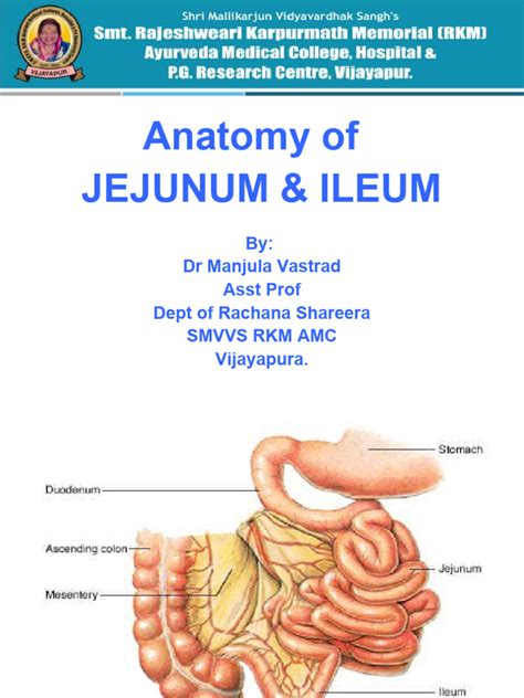 Image result for Intestinal Jejunum