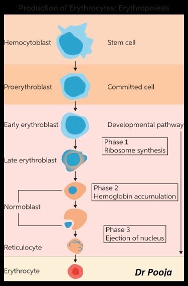 Development of RBCs