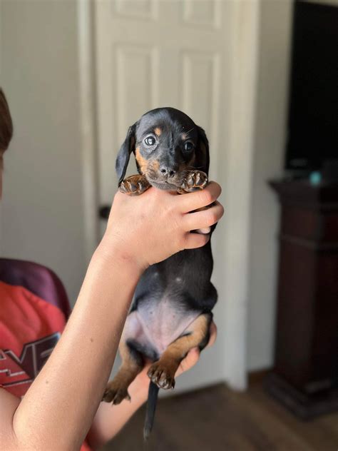 Funny Weenie Dog Names