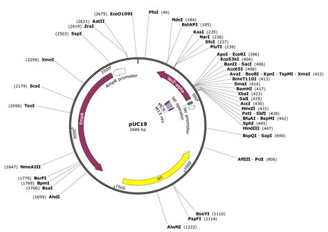 GenBank File 的图像结果