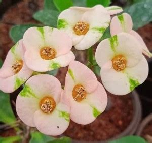 GARDEN ART Euphorbia Plant Price in India - Buy GARDEN ART Euphorbia ...