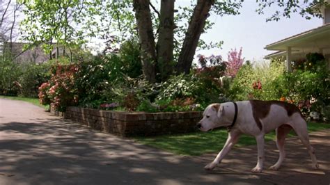 Homeward Bound II: Lost in San Francisco (1996) Screencap | Fancaps