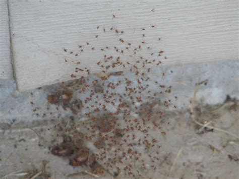 Spider Information , Brown Recluse , Hobo, And Black Widows: Baby Black ...