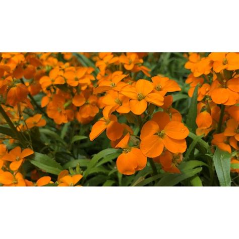 National Plant Network Orange Erysimum Plant in 3.25-in Pot 3-Pack ...