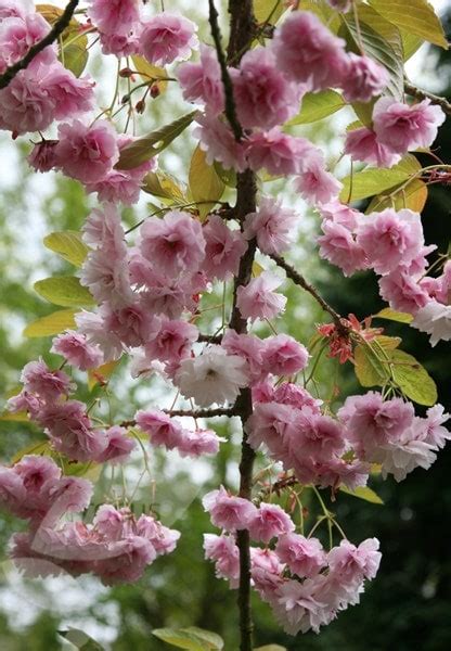 Buy flowering cherry blossom tree ( syn. Prunus 'Shidare-zakura ...