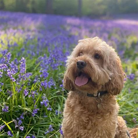 Image result for Old Cockapoo