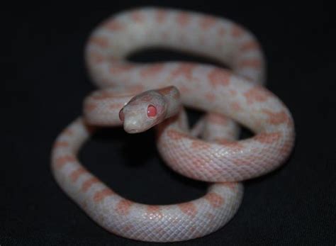 Snake App Download 的图像结果