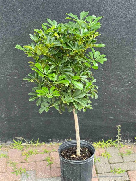 10" Schefflera Arboricola Standard - Flowers Talk Tivoli