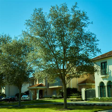 Image result for Houston TX Tree Service