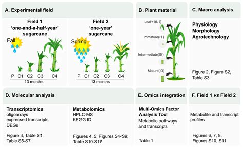 Planting Season Impacts Sugarcane Stem Development, Secondary ...