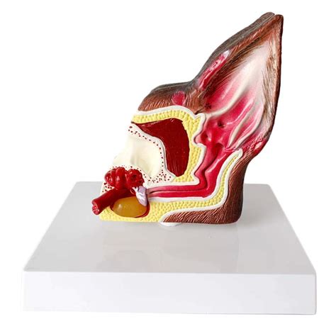 Buy Study Model Canine Dog Ear Anatomical Model - Animal Organ Model ...