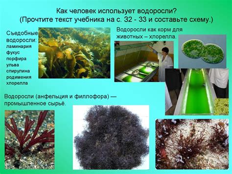 Значение водорослей в природе и жизни человека - презентация онлайн