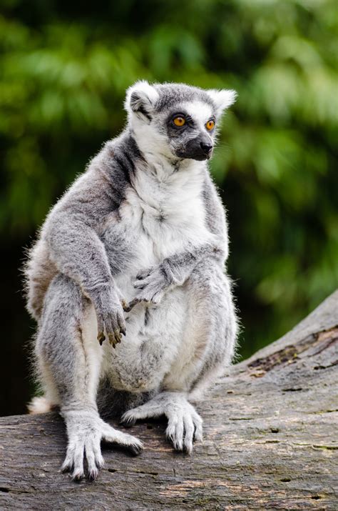 Primate Evolution 的图像结果