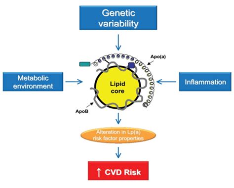 Importance of lipoprotein in detecting cardiovascular diseases