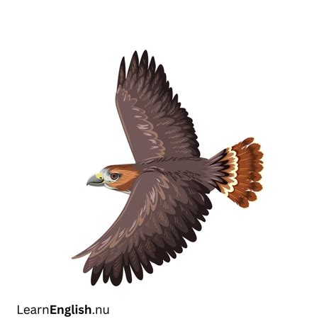 Bird Names in Spanish: 77 Birds in Spanish to English - learn spanish