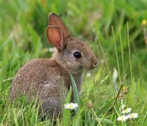 Image result for Play Bunny Rabbit