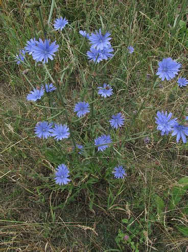 APPARTMENTS CHORWACIJA IVANA APPARTMENS - SWIMMING POOL - SEAR WATER ...