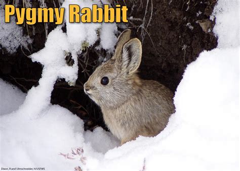 Pygmy Rabbit Facts 的图像结果