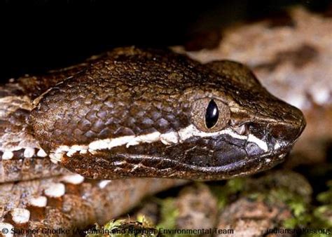 Indian Snakes - Indian Snakebite Initiative