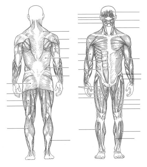 Full Body Muscle Diagram Diagram | Quizlet