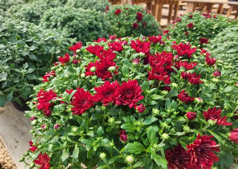 Landscaping With Red Mums