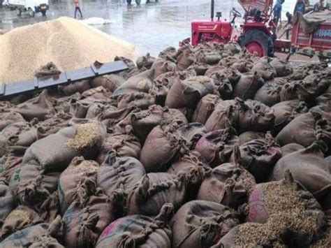 हजारो क्किंटल गहू झाला खराब ; २ कोटी रुपयांचे नुकसान