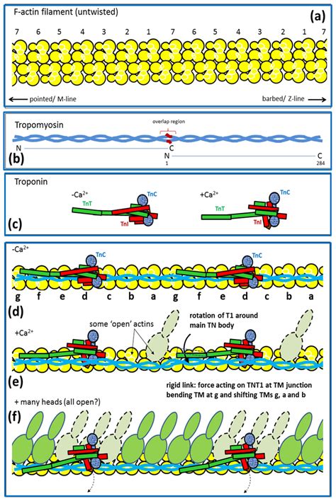 Special Issue: The Actin-Myosin Interaction in Muscle: Background and ...