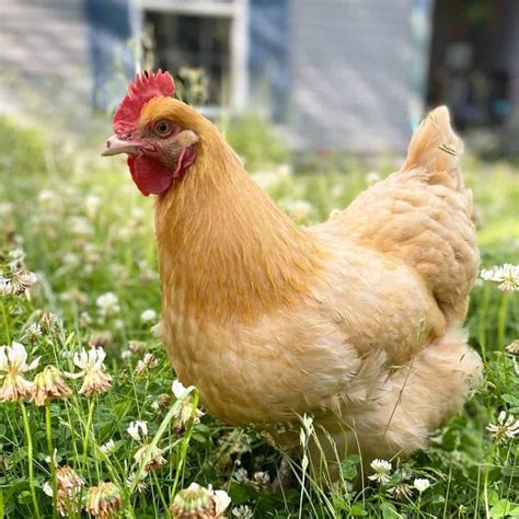 Top 8 Friendliest Chicken Breeds (Best Pet Chickens With Pictures)
