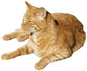 Explanation of Stanza 3 of the poem "Macavity: The Mystery Cat ...