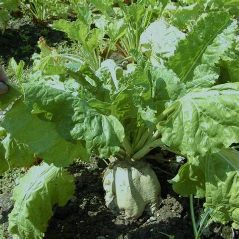 Beetroot ‘Sugar Beet’ – Permaculture Sydney West est. 2012