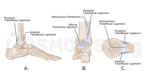 Anatomy of the tibiofibular joints | Osmosis